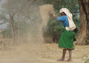  Women, on average, comprise 43% of the agricultural labour force in developing countries and account for an estimated two-thirds of the world’s 600 million poor livestock keepers. Photo: BBC World Service