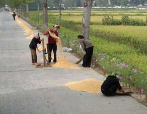 Women drying corn