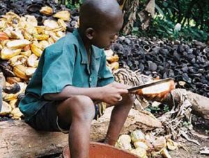 Boy cutting cocoa