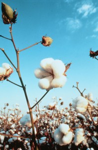 Monsanto cotton