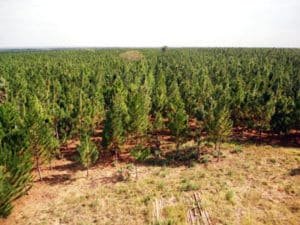 Tree plantation