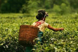 Assam thé