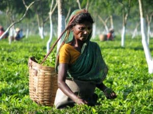 Assam thé