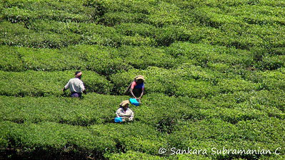 Tea workers in the fields