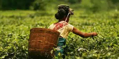 Woman plucking tea