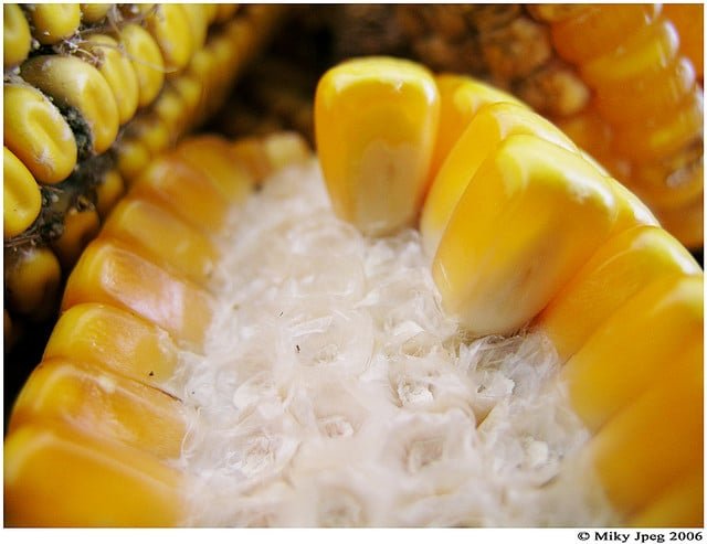 Corn